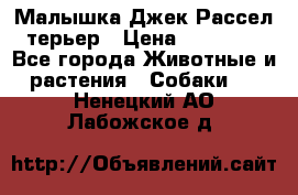 Малышка Джек Рассел терьер › Цена ­ 40 000 - Все города Животные и растения » Собаки   . Ненецкий АО,Лабожское д.